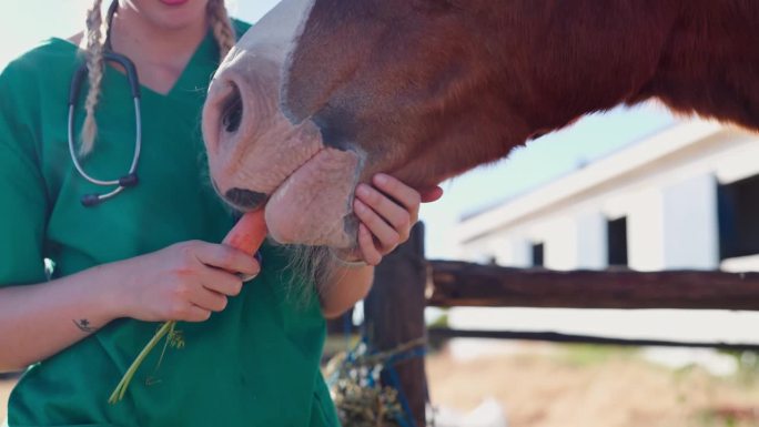 医生、妇女和马在农场用胡萝卜保持健康，用蔬菜喂养和帮助营养。护士，兽医和动物的饮食，饮食和健康的农村