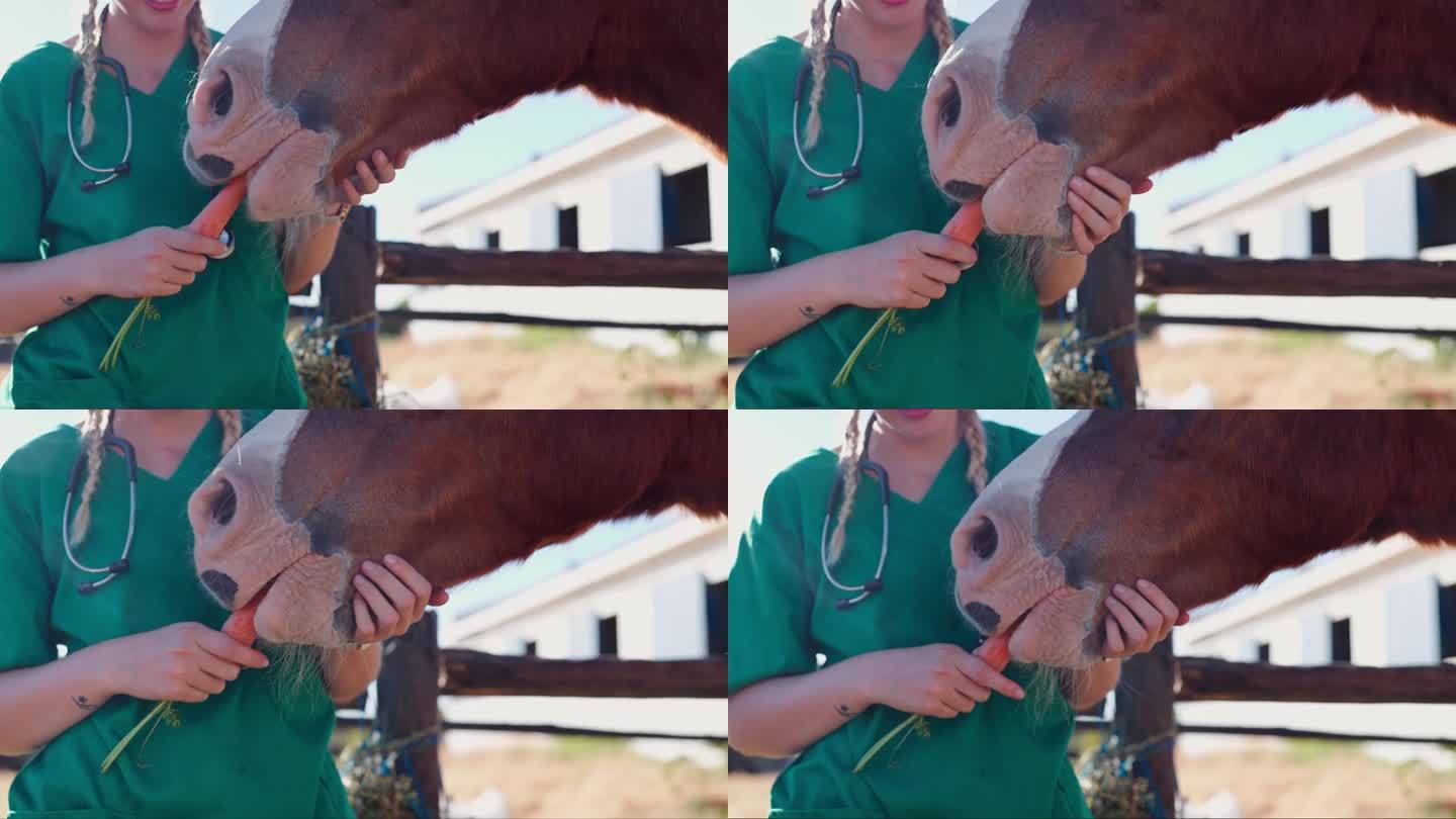 医生、妇女和马在农场用胡萝卜保持健康，用蔬菜喂养和帮助营养。护士，兽医和动物的饮食，饮食和健康的农村