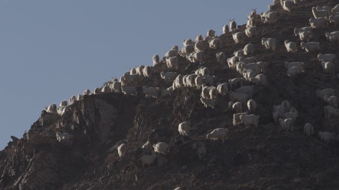 山羊羊群在山坡上吃草