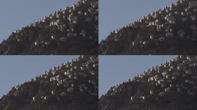 山羊羊群在山坡上吃草