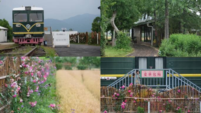 初夏黄冈市黄梅县袁夫稻田游客游玩