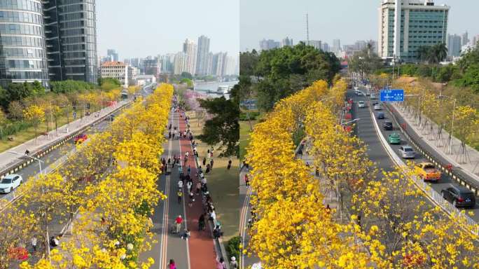 广州环岛路 黄花风铃木 航拍 洲头咀公园