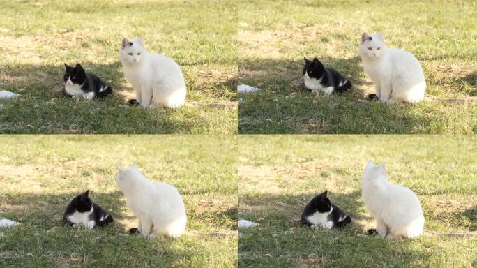 猫在草坪上晒太阳