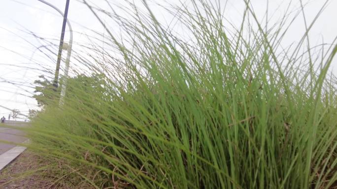 路边微风吹动野草草丛