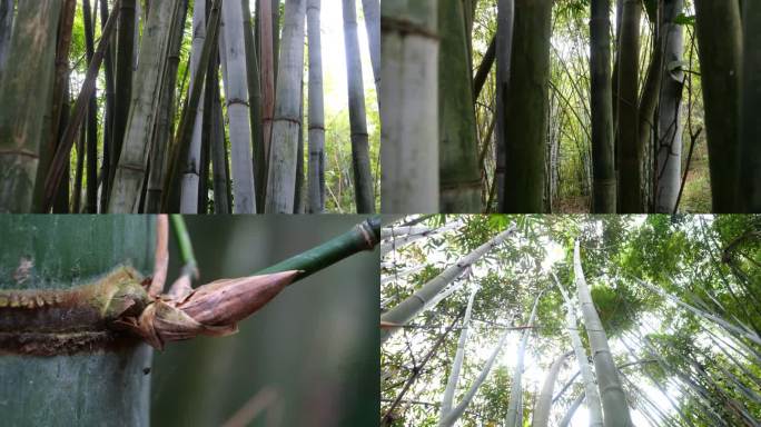 竹林 唯美 大自然 春天 绿色