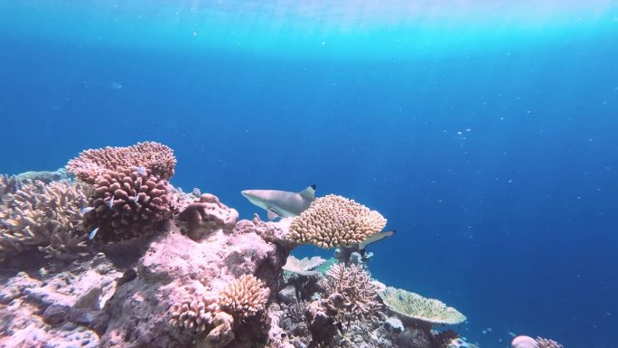 黑鳍礁鲨游过珊瑚礁