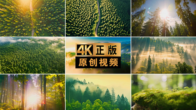 森林阳光大自然风景风光大美中国生态环境