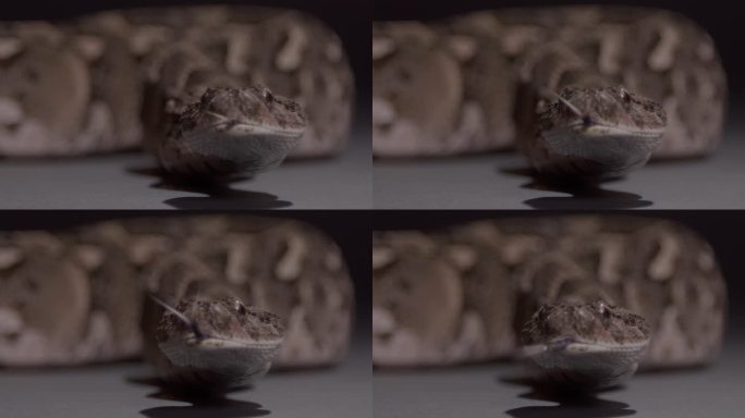 极端近距离蛇脸膨化蝰蛇自然纪录片