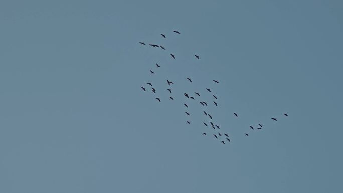 空中盘旋的仙鹤大雁鸿雁 -27