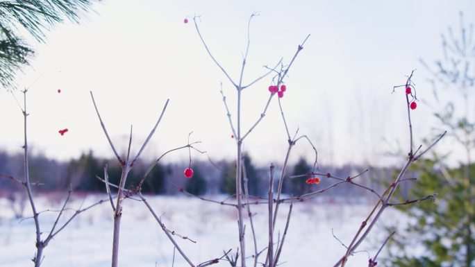 雪下后空地上一丛冬莓的广角镜头。