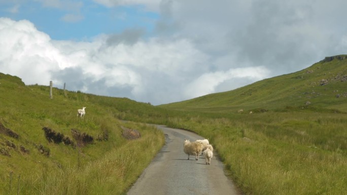 可爱的羊在路上散步，在山上的草地上自由地吃草