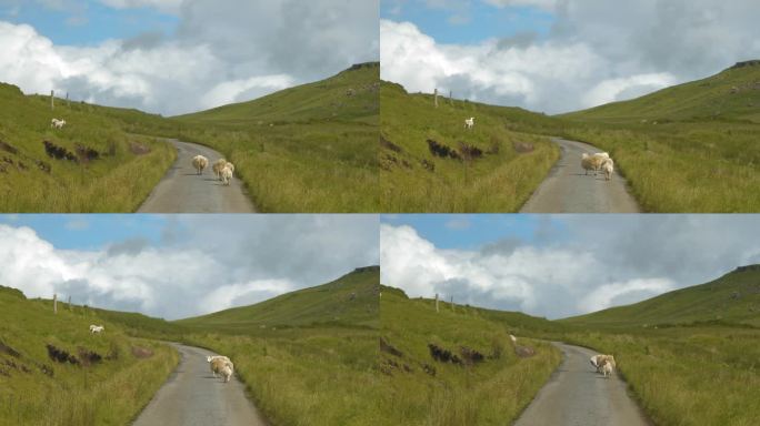 可爱的羊在路上散步，在山上的草地上自由地吃草
