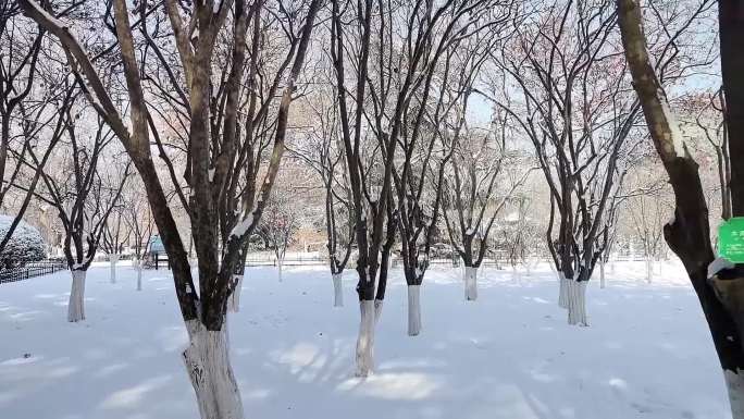 公园植被雪景空镜视频素材