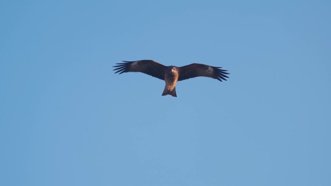 一只鹰在天空中飞翔。