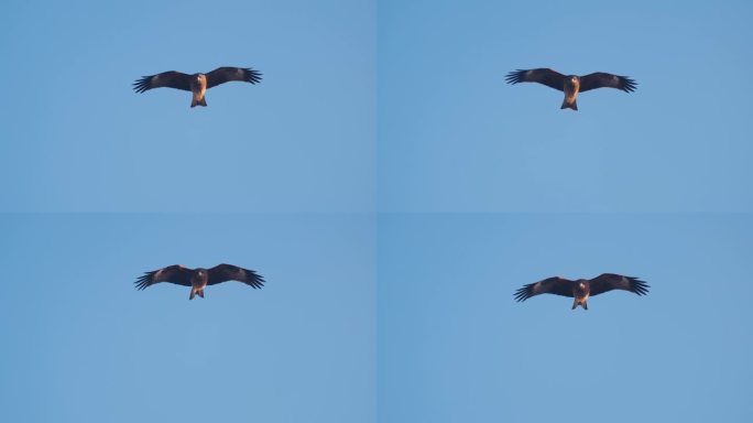 一只鹰在天空中飞翔。