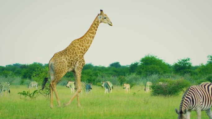 一只硕大的雄性北方长颈鹿(camelopardalis)穿过一群斑马