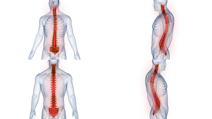 人体骨骼系统的脊髓脊柱解剖动画概念
