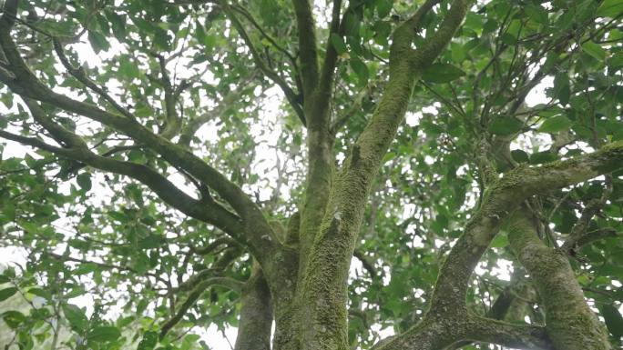 33单枞 百年老茶树