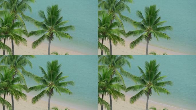 美丽的风景，夏天在沙滩上与沙滩和椰子树在岛上
