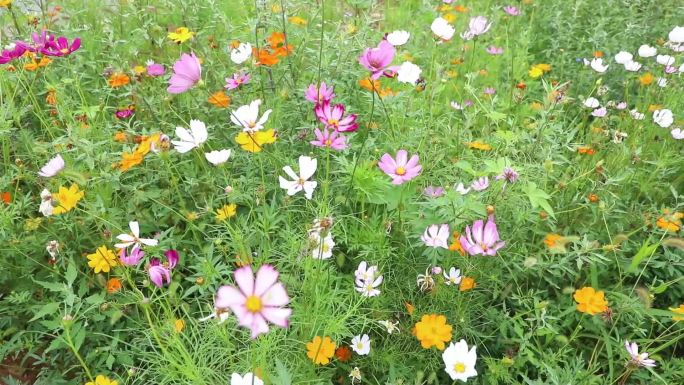 春夏季河道旁花草芦苇荡水质清澈野鸭成群