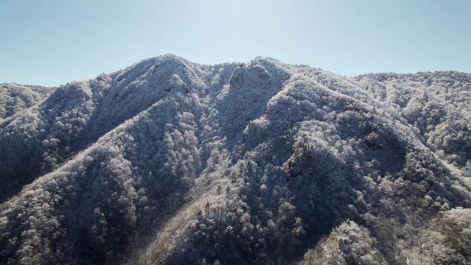 美丽的航拍画面，山上白雪覆盖的松树林。白霜和白霜覆盖着树木。4k无人机拍摄的中国浙江杭州临安白章岭冬