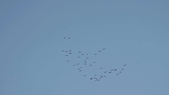 空中盘旋的仙鹤大雁鸿雁 -28