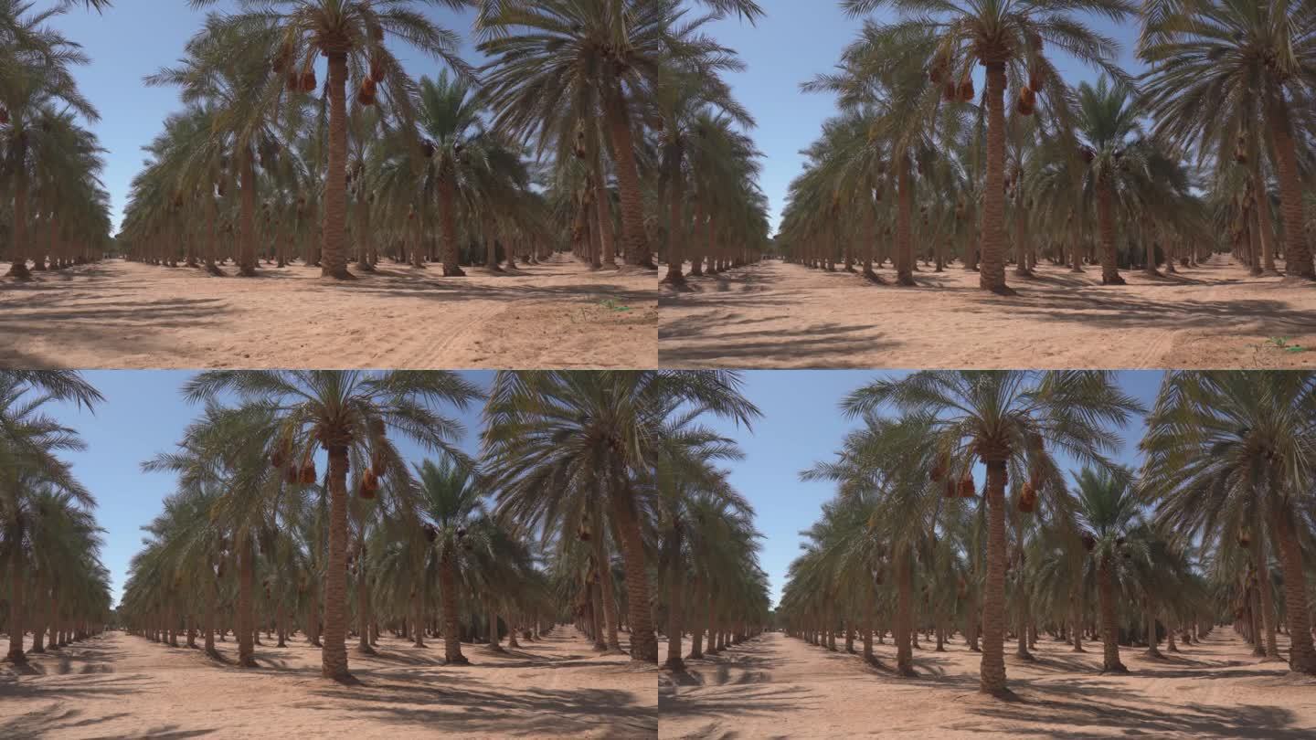 绿洲里的枣椰树种植园