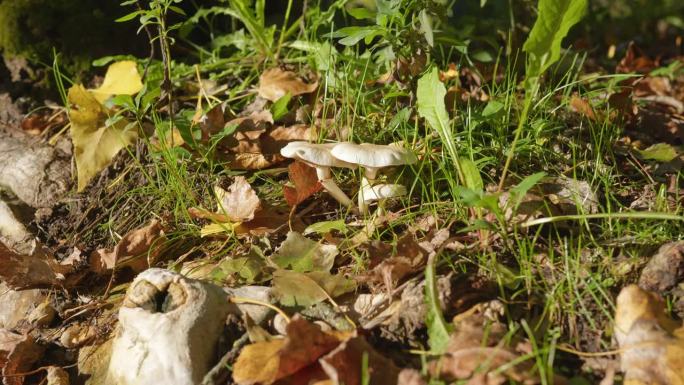 白色扁平的林地蘑菇隐藏在干树叶和绿色植物中