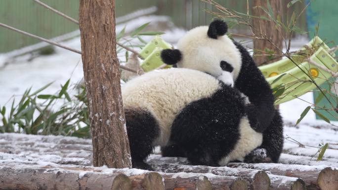 雪中的幼年大熊猫