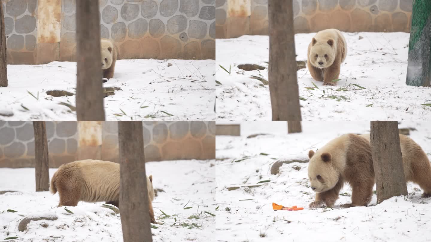 雪中的大熊猫七仔