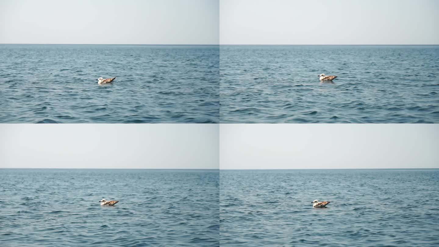 海面上的海鸥。镜头掠过平静湛蓝的海面。没有人。假日休闲概念。抽象航海夏季海洋自然。天气和气候变化。缓