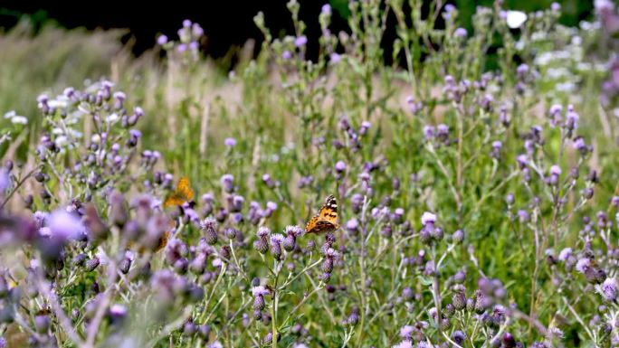 盛夏时节，一片荒芜的草地上盛开着蓟花，五颜六色的蝴蝶和其他昆虫互相追逐