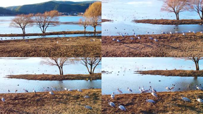 来丽江越冬的大雁仙鹤和候鸟之十二