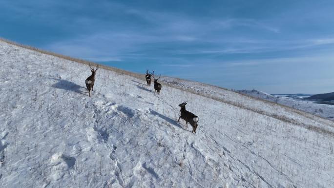 林海雪原野生动物：马鹿
