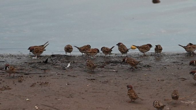 麻雀成群在水边觅食麻雀在枝头