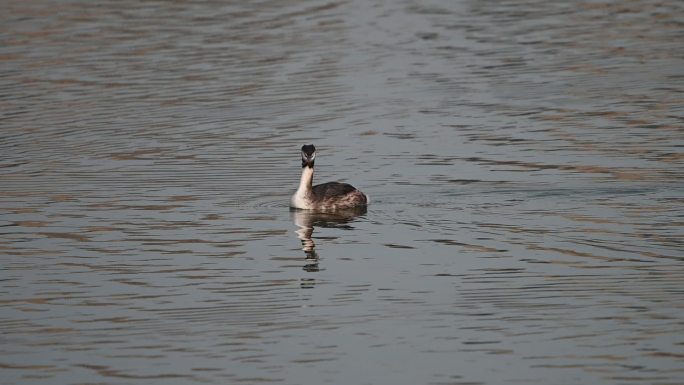 凤头鸊鷉水鸟鸊鷉在湖水中游水捕食