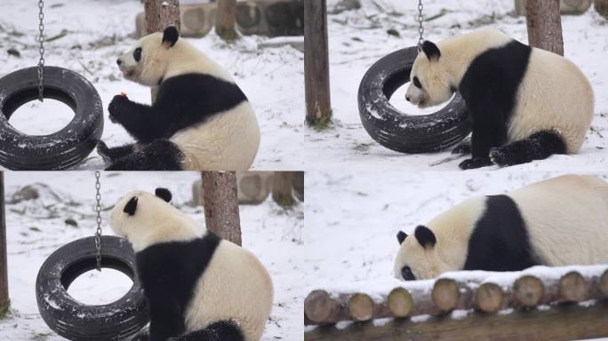 雪中的秦岭大熊猫