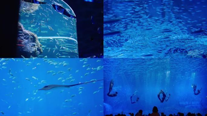 水族馆鱼群合集