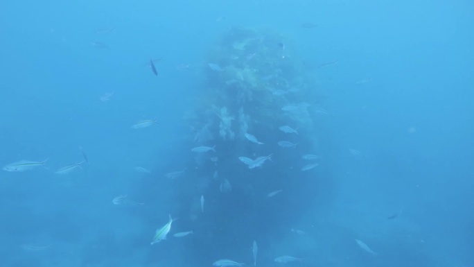 一群海扇珊瑚在深海的海底世界里游泳，海水盐度低，能见度低，附近的海扇珊瑚白天生长在岩石上