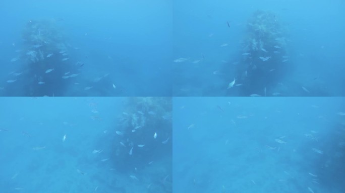 一群海扇珊瑚在深海的海底世界里游泳，海水盐度低，能见度低，附近的海扇珊瑚白天生长在岩石上