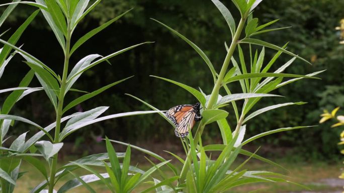 黑脉金斑蝶在天鹅草(马利筋)上产卵。