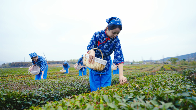 采茶女采摘茶叶 茶叶采摘