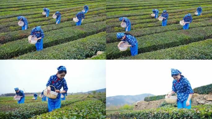 采茶女采摘茶叶 茶叶采摘