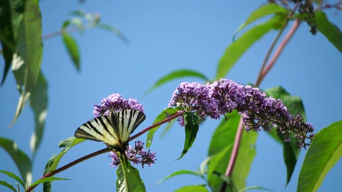 一只普通的黄色燕尾凤蝶，栖息在蝴蝶丛大花菊的花朵上。特写，慢镜头