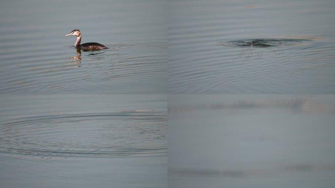 凤头鸊鷉水鸟鸊鷉在湖水中游水捕食