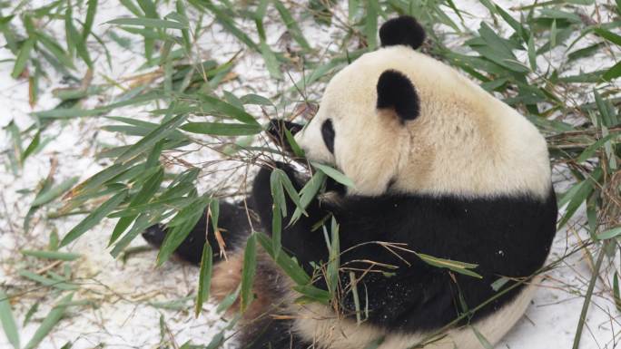 雪中的秦岭大熊猫