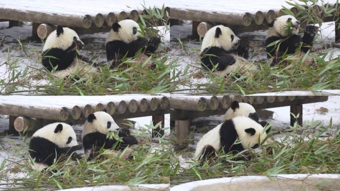 雪中的幼年大熊猫