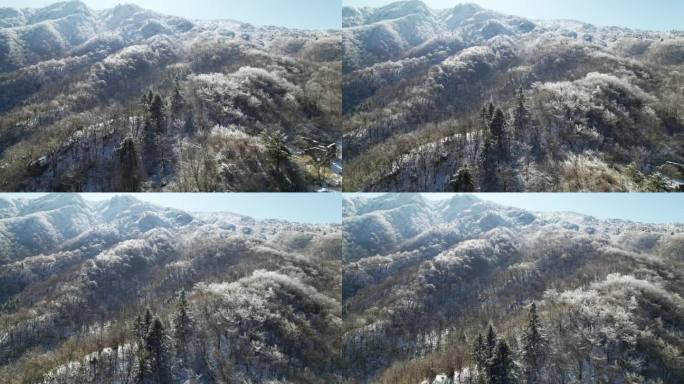 美丽的航拍画面，山上白雪覆盖的松树林。白霜和白霜覆盖着树木。4k无人机拍摄的中国浙江杭州临安白章岭冬