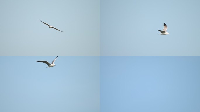 沙鸥海鸥江鸥在空中飞翔鸥鸟在飞