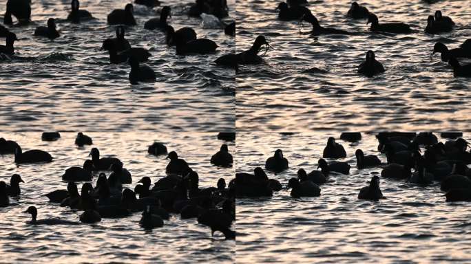 白骨顶鸡水鸟白骨顶鸡在湖中游水